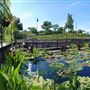 International Waterlily Collection