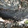 Lake Mineral Wells State Park
