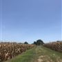 Gil Farmhouse & Cornfield