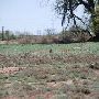 Mackenzie Park - Prairie Dog Town
