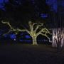 Lily Oaks