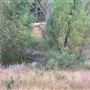 Rose Ranch