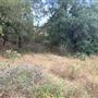 Rose Ranch