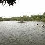 Sabal Palm Sanctuary