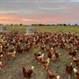 Shirttail Creek Farm