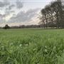 Shirttail Creek Farm