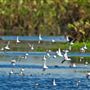 Cattail Marsh Scenic Wetlands & Boardwalk