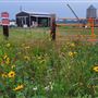 Country Chick Farms