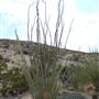 Big Bend Ranch State Park - Barton Warnock Environmental Education Center