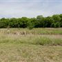 Bowman Branch Linear Park