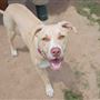 Tails 'N Trails Dog Park