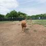Tails 'N Trails Dog Park