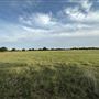 Fairlea Longhorn Ranch