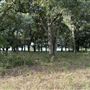 Fairlea Longhorn Ranch