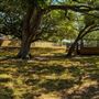 Freedom Tree Park