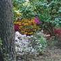 Nacogdoches Azalea Trail