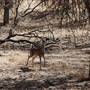 Cibolo Creek Ranch