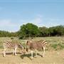 Natural Bridge Wildlife Ranch