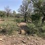 Hess Property