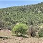 Hess Property