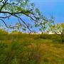 Tipton Ranch