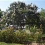 Rose Garden & Historic Market Depot