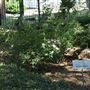 Rose Garden & Historic Market Depot