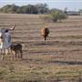 Alpha Omega Longhorn Ranch