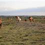 Alpha Omega Longhorn Ranch