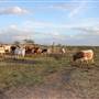 Alpha Omega Longhorn Ranch