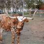 Alpha Omega Longhorn Ranch