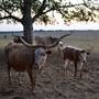 Alpha Omega Longhorn Ranch