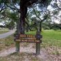 Goose Island State Park - The Big Tree