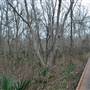 Palmetto State Park