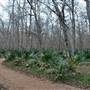 Palmetto State Park