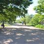 Hike & Bike Trail at Lady Bird Lake