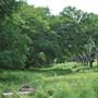 Phil Hardberger Park