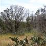 Eisenhower Park