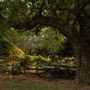 The Oaks of Anahuac