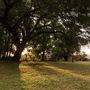 The Oaks of Anahuac