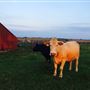 Maeshill Farm