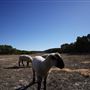 Four Winns Ranch