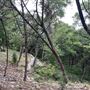 Riva Ridge