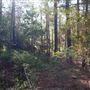 The Oaks of Anahuac