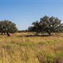Bendele Property