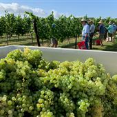 Narrow Path Winery