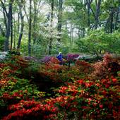 Nacogdoches Azalea Trail