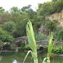Japanese Tea Garden at Brackenridge Park