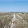 Matagorda Island