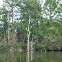 Lake Bastrop